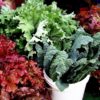Kale Lettuce Food Basket Farm Jamaica