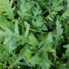 Arugula Lettuce Food Basket Farm Jamaica