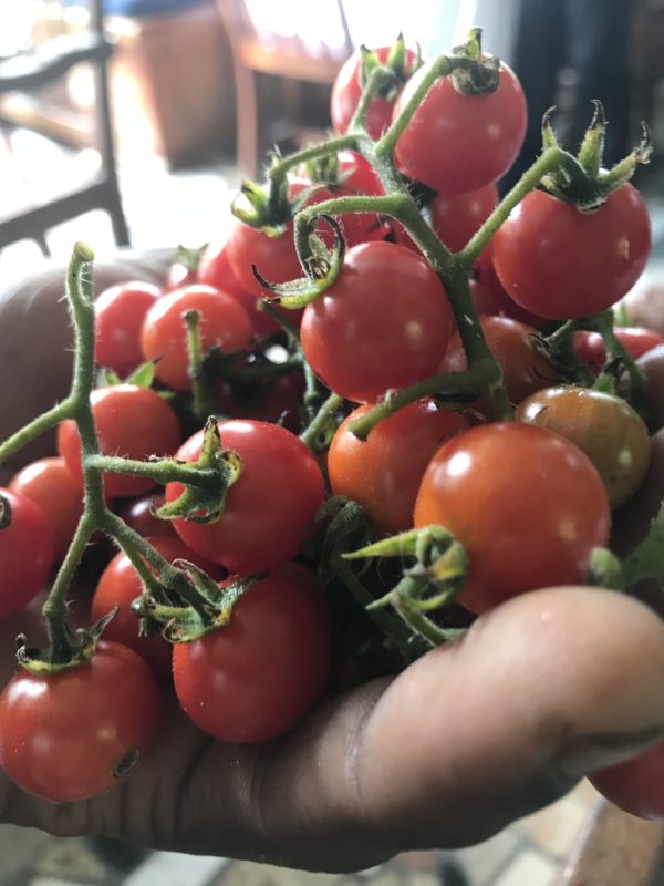 Handfull of Cherry Tomatoes - Food Basket Farm Jamaica