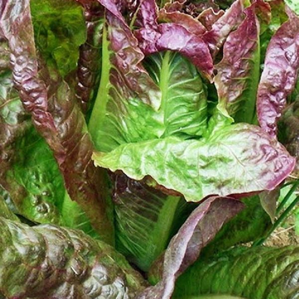 17Mile Post red-romaine-lettuce