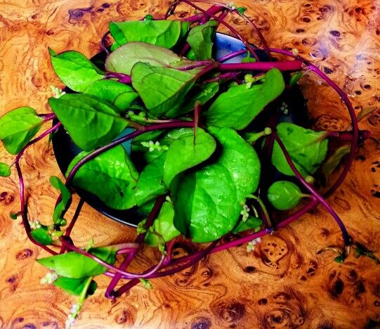 malbar spinach
